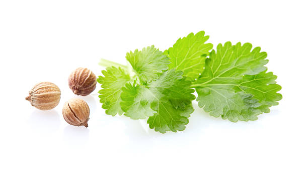 تصویر 1 از قیمت تخم گشنیز مرغوب با کیفیت ارزان + خرید عمده